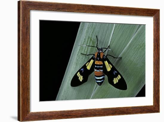 Euchromia Folletii (South African Day-Flying Moth)-Paul Starosta-Framed Photographic Print