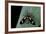 Euchromia Folletii (South African Day-Flying Moth)-Paul Starosta-Framed Photographic Print