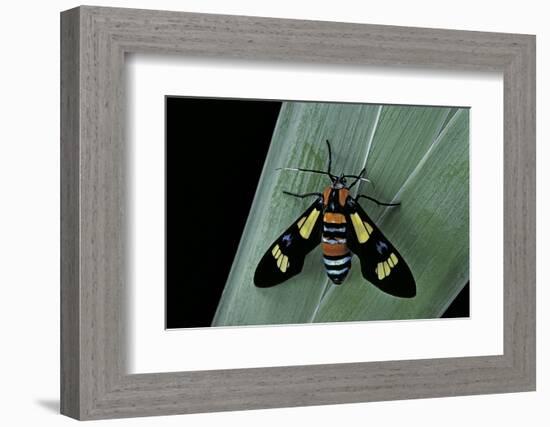 Euchromia Folletii (South African Day-Flying Moth)-Paul Starosta-Framed Photographic Print