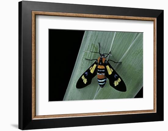 Euchromia Folletii (South African Day-Flying Moth)-Paul Starosta-Framed Photographic Print