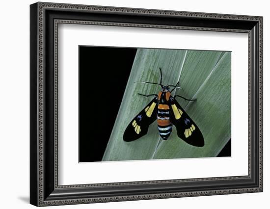 Euchromia Folletii (South African Day-Flying Moth)-Paul Starosta-Framed Photographic Print