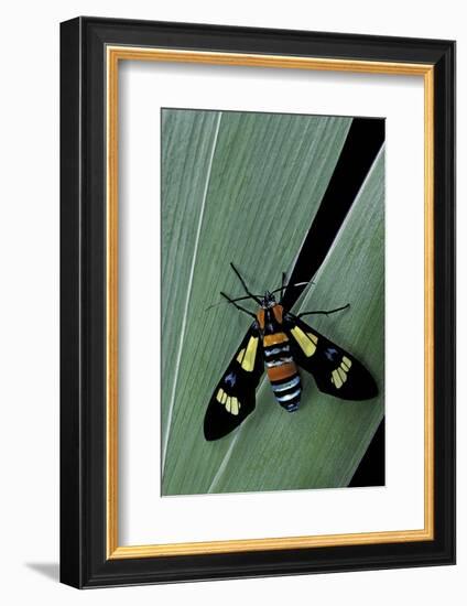 Euchromia Folletii (South African Day-Flying Moth)-Paul Starosta-Framed Photographic Print