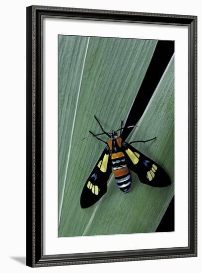 Euchromia Folletii (South African Day-Flying Moth)-Paul Starosta-Framed Photographic Print