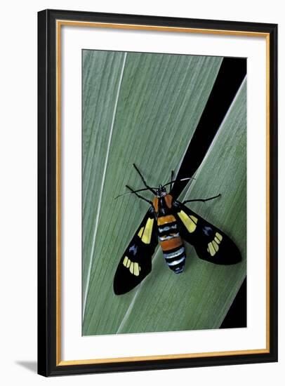 Euchromia Folletii (South African Day-Flying Moth)-Paul Starosta-Framed Photographic Print