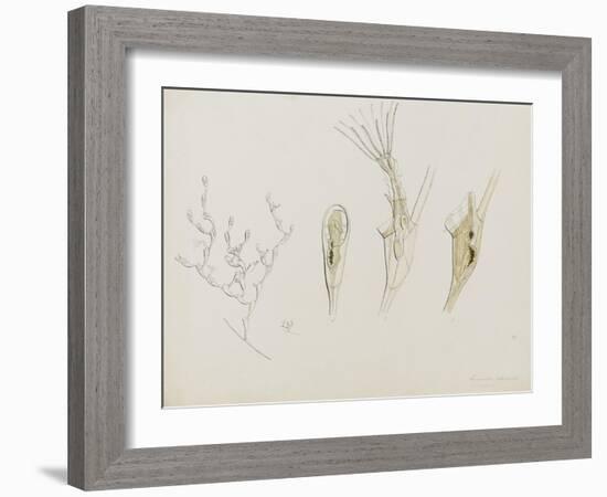 Eucratea Chelata Scruparia: Bryozoan: Moss Animal-Philip Henry Gosse-Framed Giclee Print