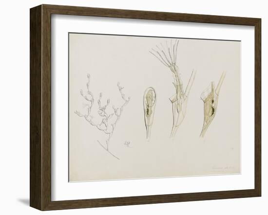 Eucratea Chelata Scruparia: Bryozoan: Moss Animal-Philip Henry Gosse-Framed Giclee Print