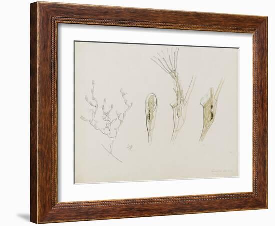 Eucratea Chelata Scruparia: Bryozoan: Moss Animal-Philip Henry Gosse-Framed Giclee Print