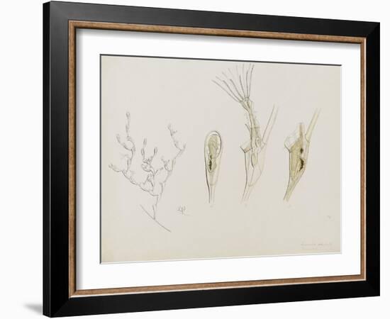 Eucratea Chelata Scruparia: Bryozoan: Moss Animal-Philip Henry Gosse-Framed Giclee Print