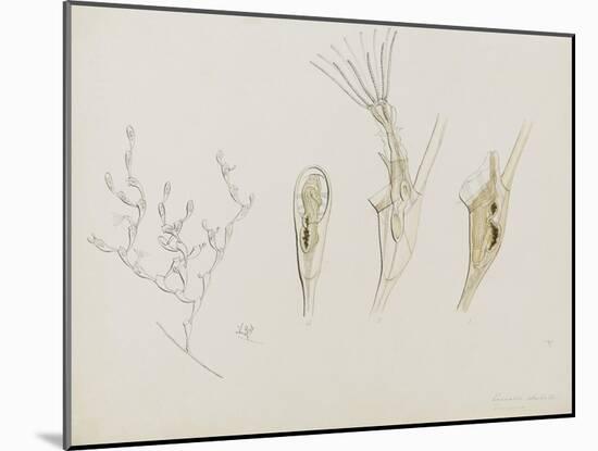 Eucratea Chelata Scruparia: Bryozoan: Moss Animal-Philip Henry Gosse-Mounted Giclee Print