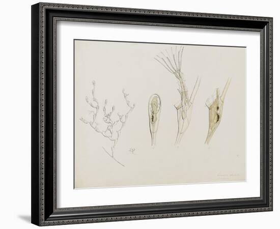 Eucratea Chelata Scruparia: Bryozoan: Moss Animal-Philip Henry Gosse-Framed Giclee Print