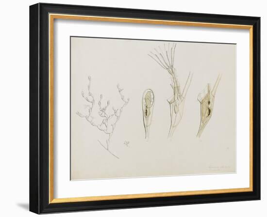 Eucratea Chelata Scruparia: Bryozoan: Moss Animal-Philip Henry Gosse-Framed Giclee Print