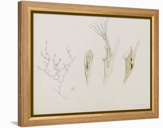 Eucratea Chelata Scruparia: Bryozoan: Moss Animal-Philip Henry Gosse-Framed Premier Image Canvas