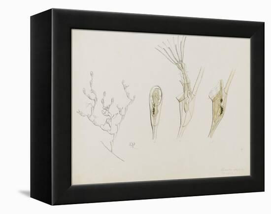 Eucratea Chelata Scruparia: Bryozoan: Moss Animal-Philip Henry Gosse-Framed Premier Image Canvas