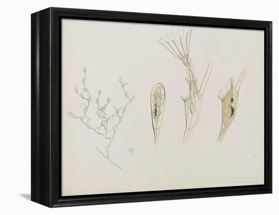 Eucratea Chelata Scruparia: Bryozoan: Moss Animal-Philip Henry Gosse-Framed Premier Image Canvas