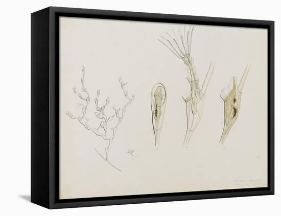 Eucratea Chelata Scruparia: Bryozoan: Moss Animal-Philip Henry Gosse-Framed Premier Image Canvas