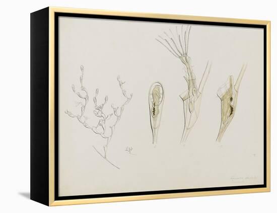 Eucratea Chelata Scruparia: Bryozoan: Moss Animal-Philip Henry Gosse-Framed Premier Image Canvas