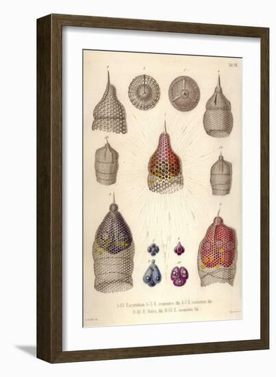 Eucyrtidium, E. Cranoides, E. Carinatum, E. Galea, E. Anomalum-Ernst Haeckel-Framed Art Print