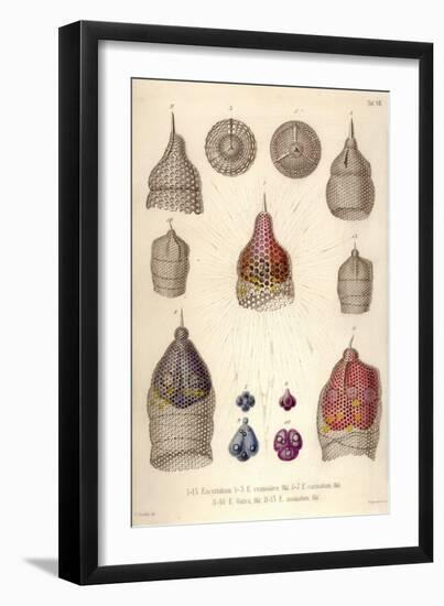 Eucyrtidium, E. Cranoides, E. Carinatum, E. Galea, E. Anomalum-Ernst Haeckel-Framed Art Print