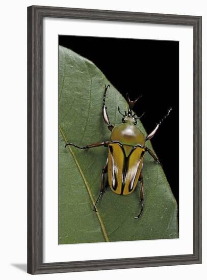 Eudicella Gralli Schultzeorum (Flamboyant Flower Beetle)-Paul Starosta-Framed Photographic Print