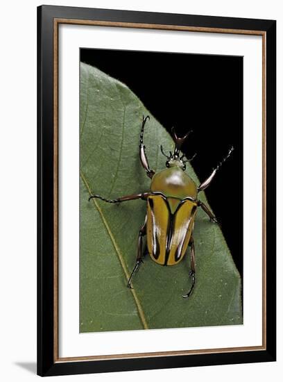 Eudicella Gralli Schultzeorum (Flamboyant Flower Beetle)-Paul Starosta-Framed Photographic Print