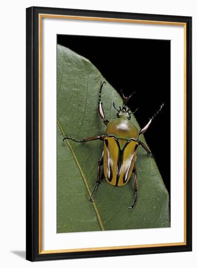 Eudicella Gralli Schultzeorum (Flamboyant Flower Beetle)-Paul Starosta-Framed Photographic Print