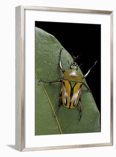 Eudicella Gralli Schultzeorum (Flamboyant Flower Beetle)-Paul Starosta-Framed Photographic Print