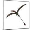 Eudimorphodon, a Pterosuar from the Late Triassic Period-null-Mounted Art Print