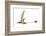 Eudimorphodon, Artwork-null-Framed Photographic Print