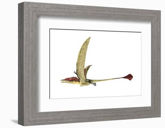 Eudimorphodon, Artwork-null-Framed Photographic Print