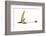 Eudimorphodon, Artwork-null-Framed Photographic Print