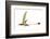 Eudimorphodon, Artwork-null-Framed Photographic Print