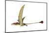 Eudimorphodon, Artwork-null-Mounted Photographic Print