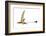 Eudimorphodon, Artwork-null-Framed Photographic Print