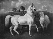 Arabian Horses, 19th Century-Eugene Fromentin-Giclee Print