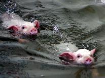 Pigs Compete Swimming Race at Pig Olympics Thursday April 14, 2005 in Shanghai, China-Eugene Hoshiko-Photographic Print