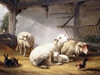 Sheep, Rabbits and a Chicken in a Barn, 1859-Eugene Joseph Verboeckhoven-Giclee Print