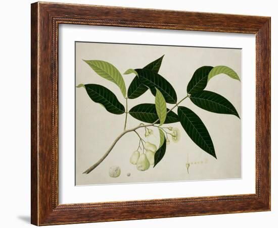 Eugenia Aquea-null-Framed Giclee Print