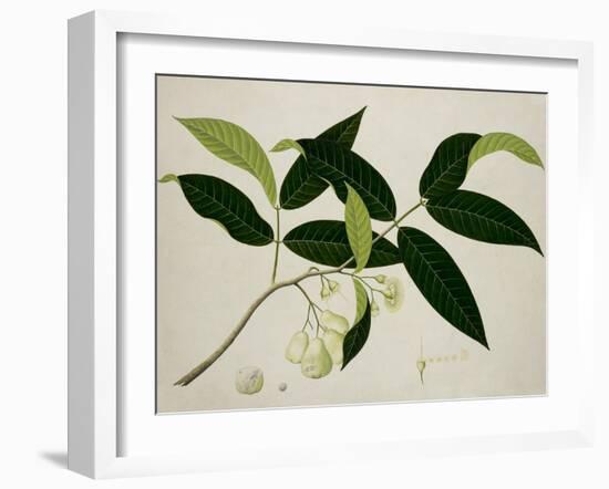 Eugenia Aquea-null-Framed Giclee Print