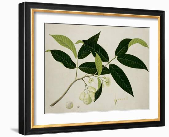 Eugenia Aquea-null-Framed Giclee Print