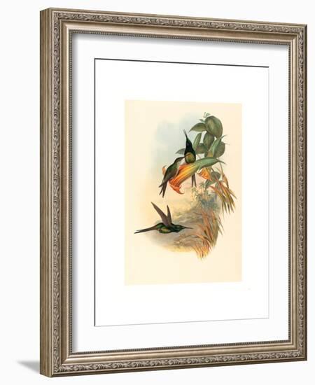 Eugenia Imperatrix (Empress Hummingbird)-Richter & Gould-Framed Giclee Print