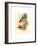 Eugenia Imperatrix (Empress Hummingbird)-Richter & Gould-Framed Giclee Print