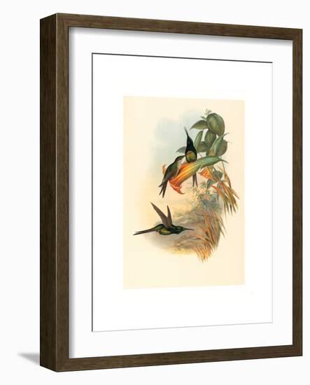 Eugenia Imperatrix (Empress Hummingbird)-Richter & Gould-Framed Giclee Print