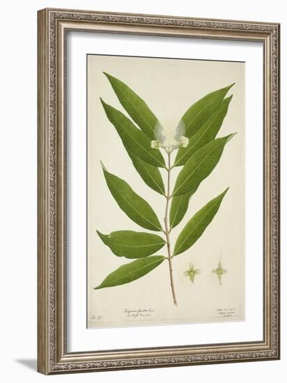 Eugenia Jambos Linn, 1800-10-null-Framed Giclee Print