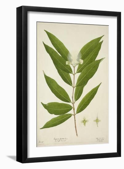 Eugenia Jambos Linn, 1800-10-null-Framed Giclee Print