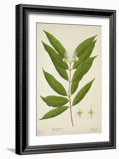 Eugenia Jambos Linn, 1800-10-null-Framed Giclee Print