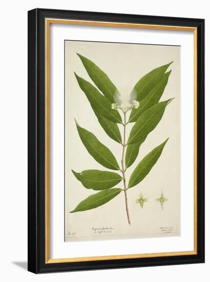 Eugenia Jambos Linn, 1800-10--Framed Giclee Print