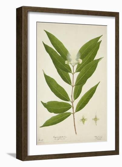 Eugenia Jambos Linn, 1800-10-null-Framed Premium Giclee Print