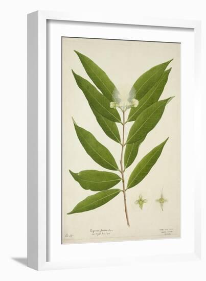 Eugenia Jambos Linn, 1800-10-null-Framed Premium Giclee Print