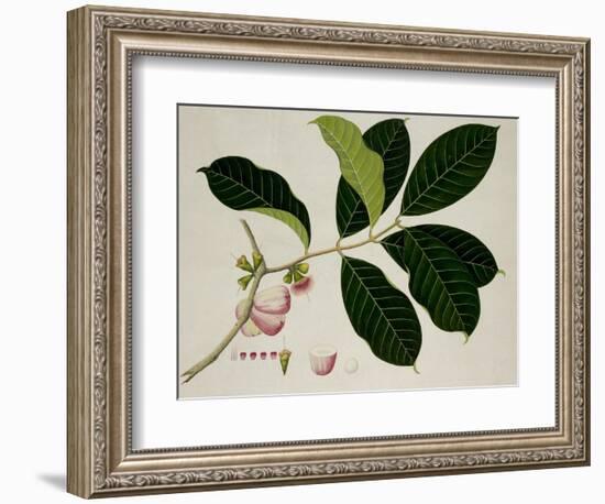 Eugenia Malaccensis-null-Framed Giclee Print