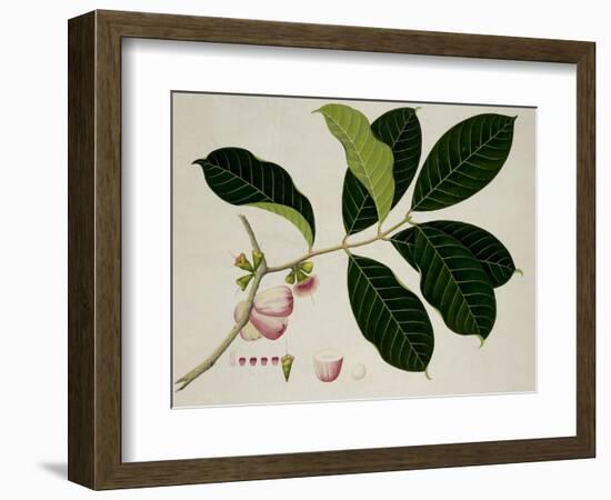 Eugenia Malaccensis-null-Framed Giclee Print